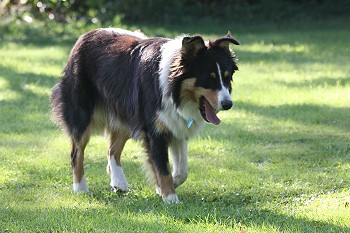 Ronja (Sep09) im Raum um den Hof ( HJ Stoffels)