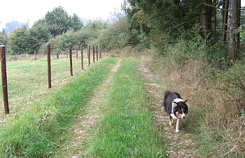 Ronja (Sep09) im Raum um den Hof ( HJ Stoffels)