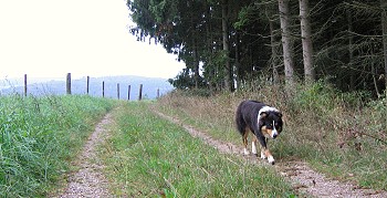 Ronja (Sep09) im Raum um den Hof ( HJ Stoffels)