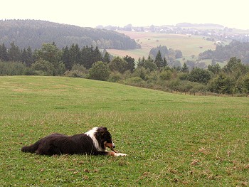 Ronja (Sep09) im Raum um den Hof ( HJ Stoffels)