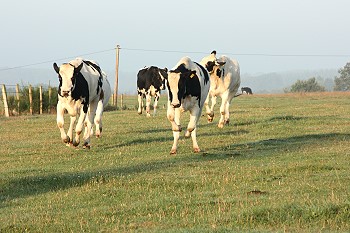 Am Morgen (22-9-09) -  HJ Stoffels