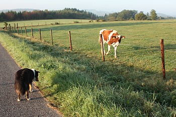 Am Morgen (22-9-09) -  HJ Stoffels