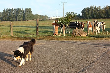 Am Morgen (22-9-09) -  HJ Stoffels