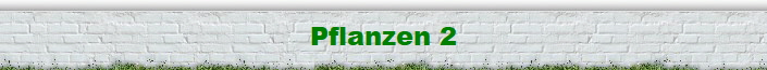 Pflanzen 2