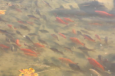 2009-09-25_17-13-01_244